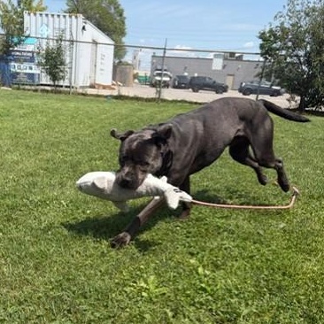 Enlarge Anzo, an adoptable Cane Corso in Mississauga, ON image 4/6