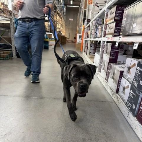 Enlarge Anzo, an adoptable Cane Corso in Mississauga, ON image 3/6