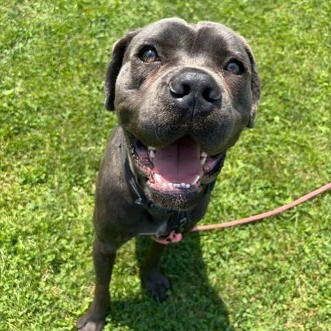 Anzo, adoptable, Young Male Cane Corso.