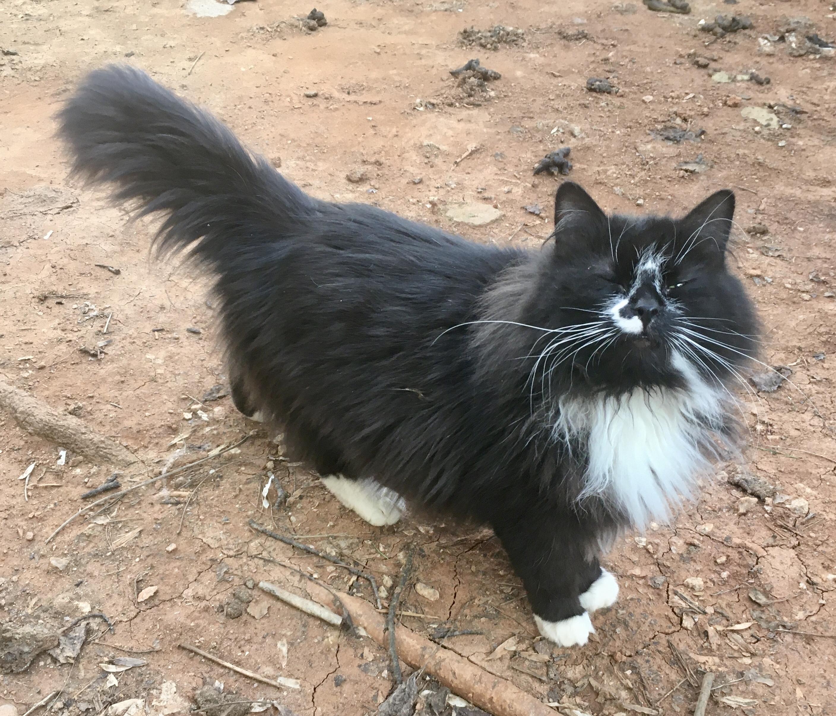 Fernando FIV+, Adult Male Domestic Long Hair
