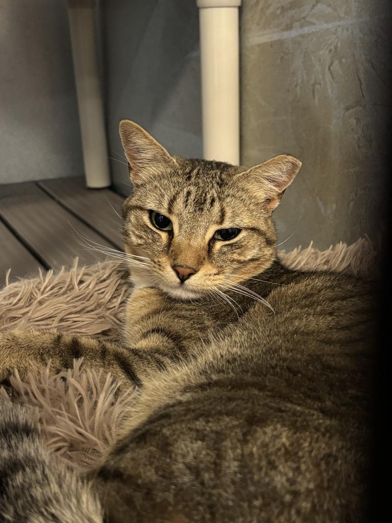 Agave, Adoptable, Young Female Domestic Short Hair.