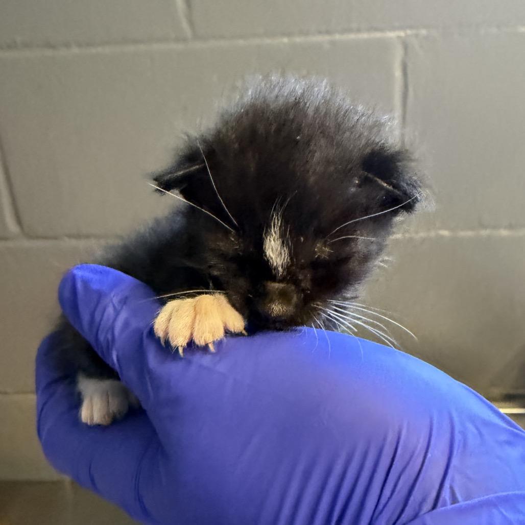 TUSC-Stray-84468, Adoptable, Kitten Male Domestic Short Hair.