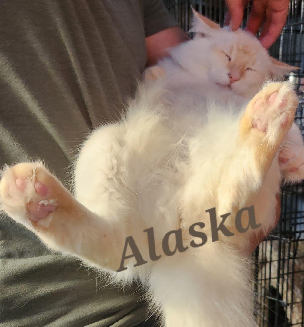 Enlarge Alaska, a Adopted Siamese in Monrovia, CA image 1/3