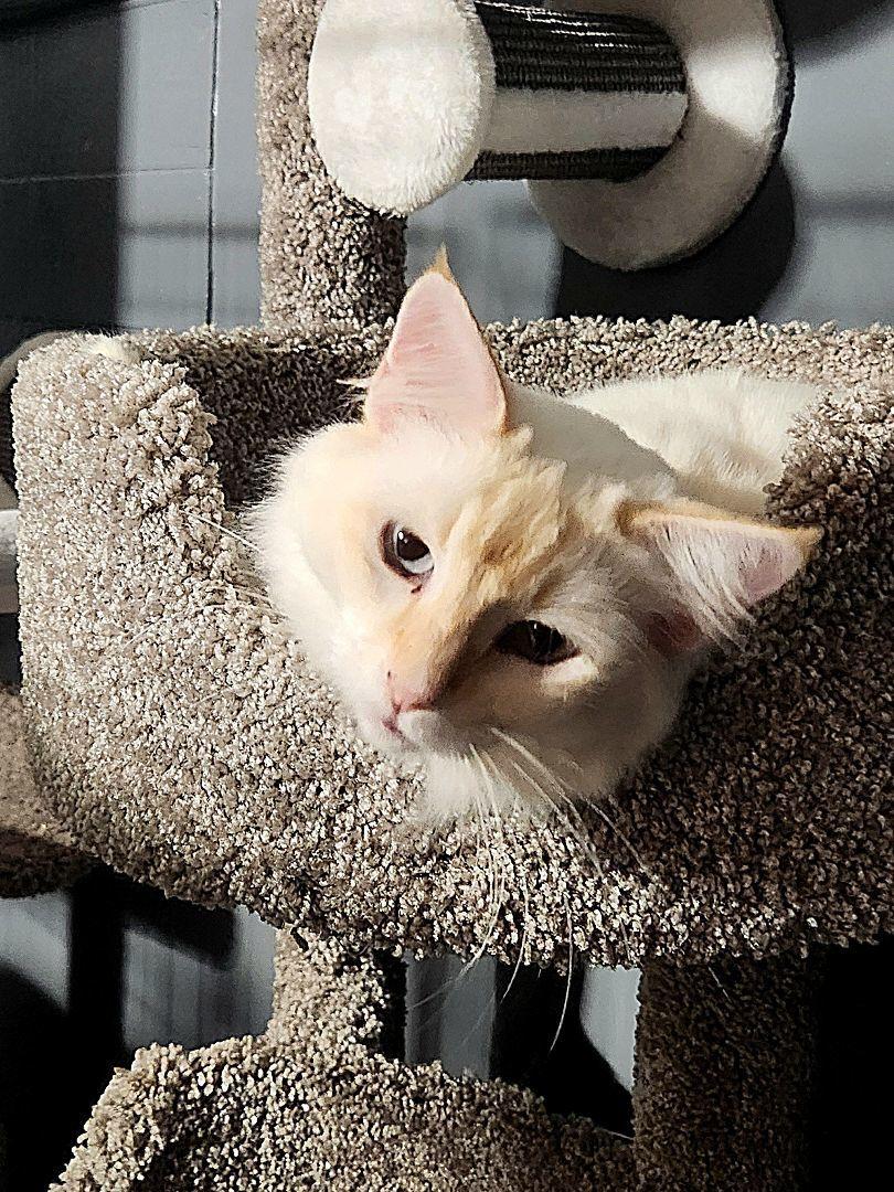 Enlarge Alaska, a Adopted Siamese in Monrovia, CA image 2/3