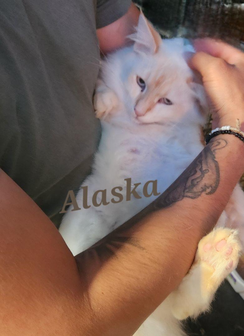 Enlarge Alaska, a Adopted Siamese in Monrovia, CA image 3/3