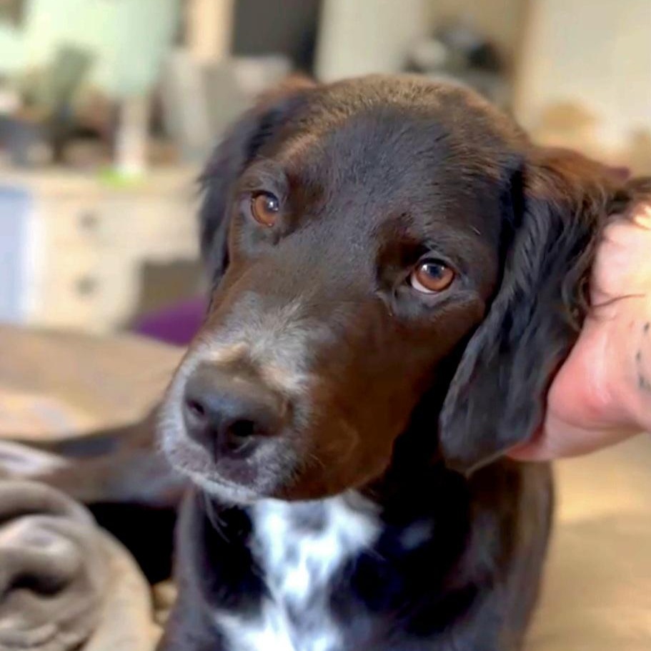 Enlarge Jack, an adopted mixed breed in Albany, NY image 3/6