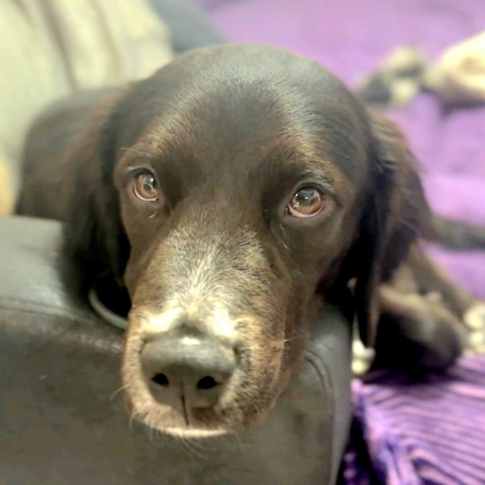 Enlarge Jack, an adopted mixed breed in Albany, NY image 4/6