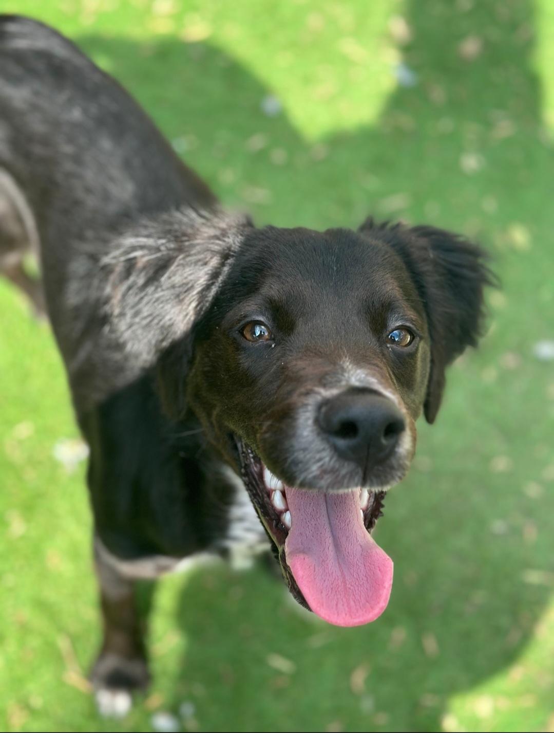 Enlarge Jack, an adopted mixed breed in Albany, NY image 1/6