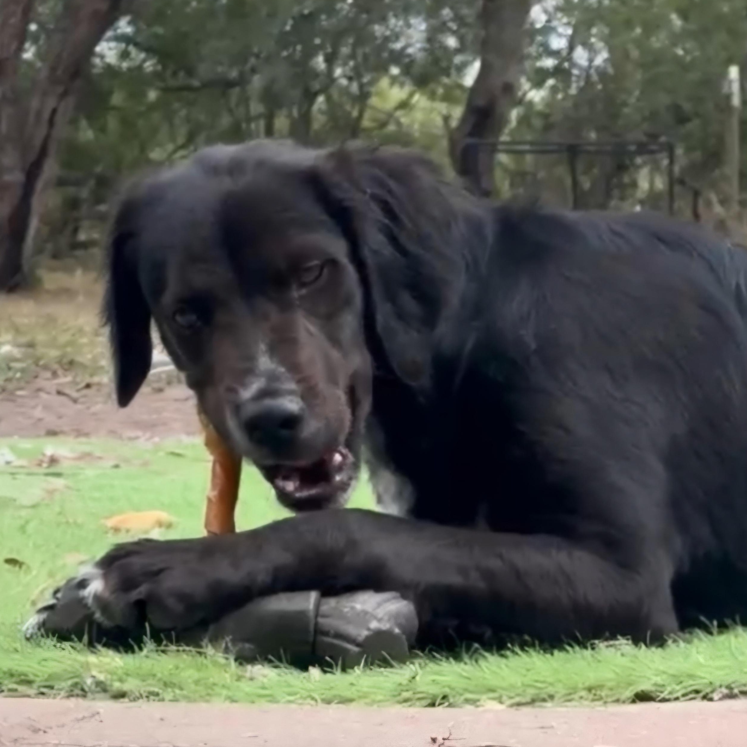 Enlarge Jack, an adopted mixed breed in Albany, NY image 6/6