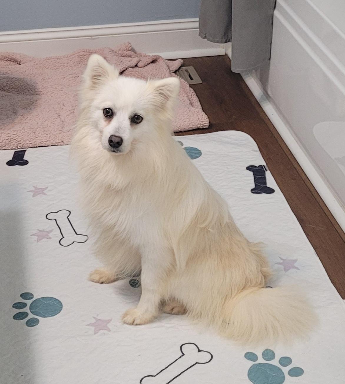 Dakota, a ADOPTABLE mixed breed in Clarksburg, MD image 3/4