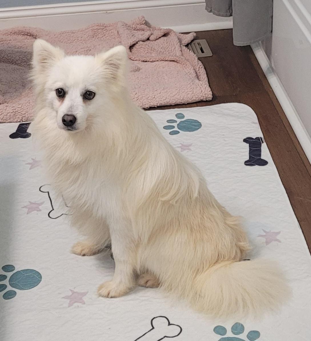 Dakota, ADOPTABLE, Young Male Pomeranian & Husky.