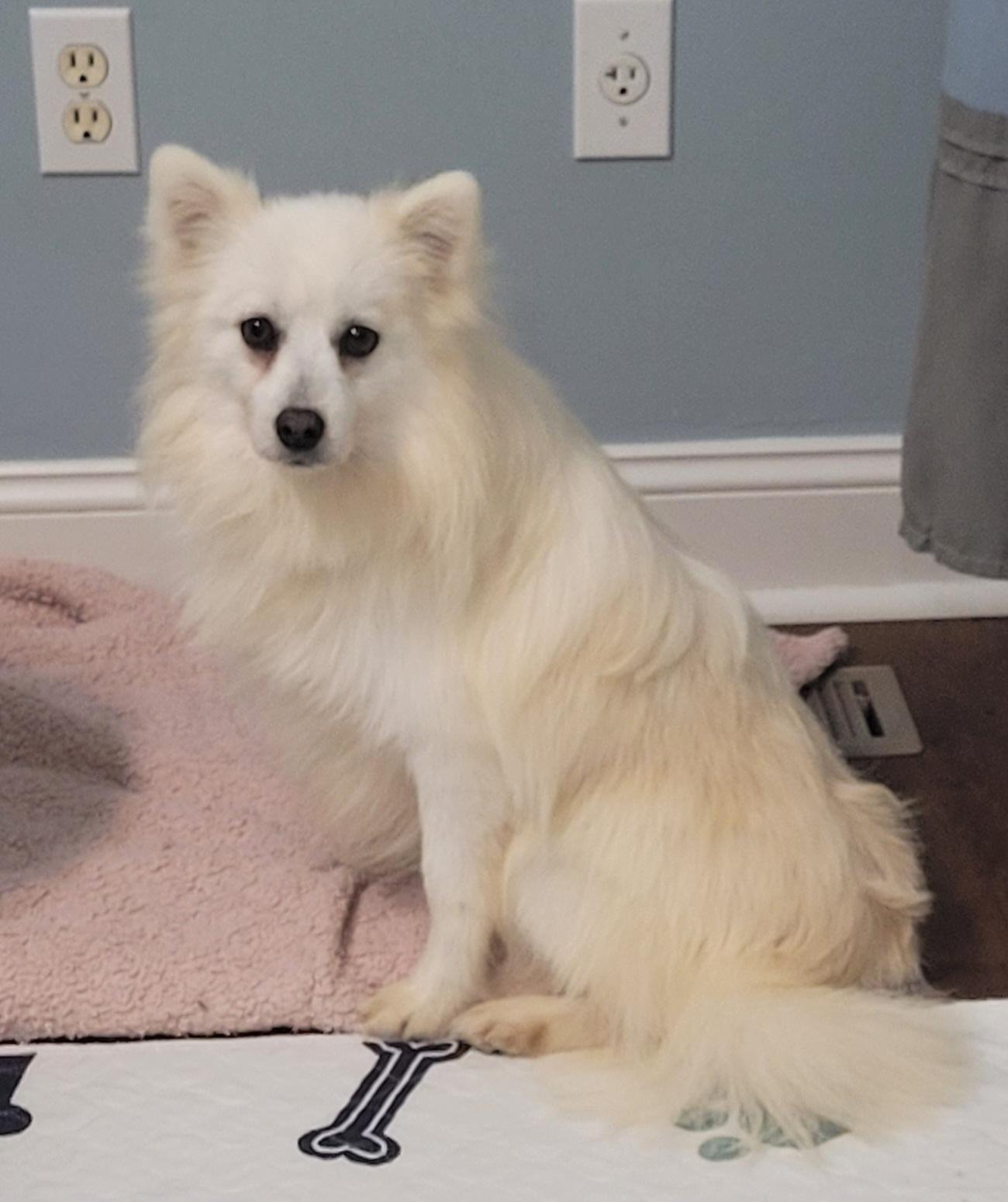 Dakota, a ADOPTABLE mixed breed in Clarksburg, MD image 4/4