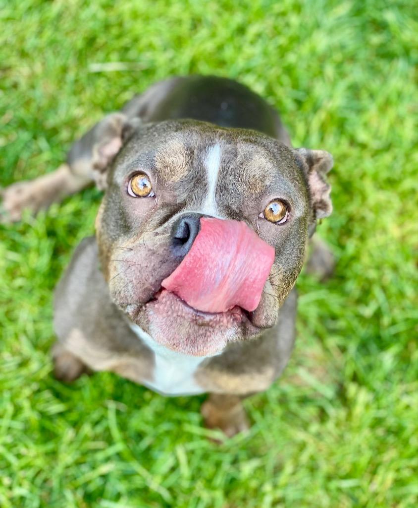 Woody, Adoptable, Young Male English Bulldog & Mixed Breed.