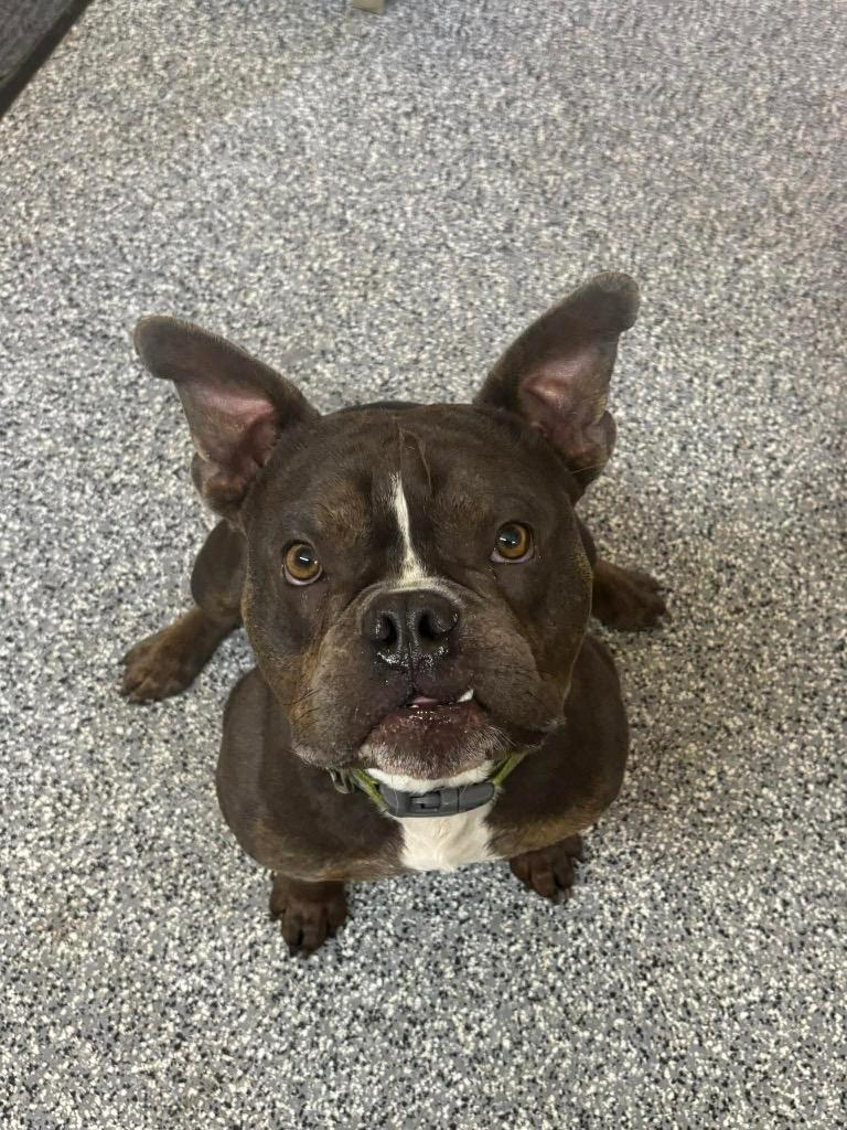 Woody, Adoptable, Puppy Male English Bulldog & Mixed Breed.