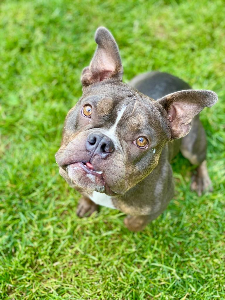 Woody, a Adoptable mixed breed in Urbandale, IA image 2/3