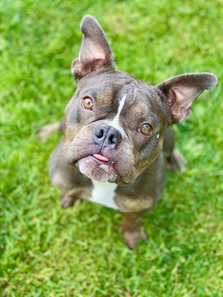 Woody, a Adoptable mixed breed in Urbandale, IA image 3/3