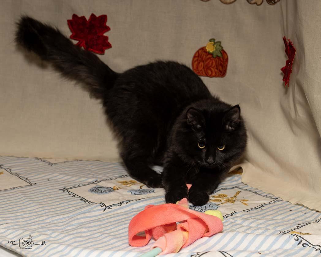 Calkins, a Adoptable Domestic Long Hair in Cardwell, MT image 1/3