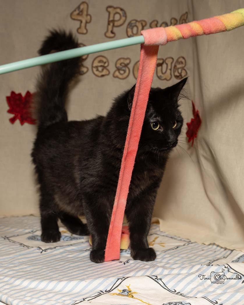 Calkins, a Adoptable Domestic Long Hair in Cardwell, MT image 2/3