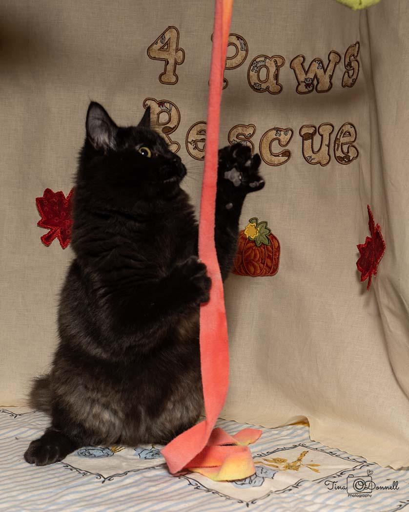 Calkins, a Adoptable Domestic Long Hair in Cardwell, MT image 3/3