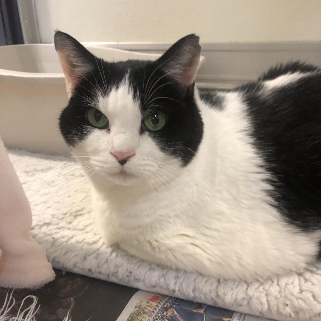 Lucy, Adoptable, Adult Female Domestic Short Hair.