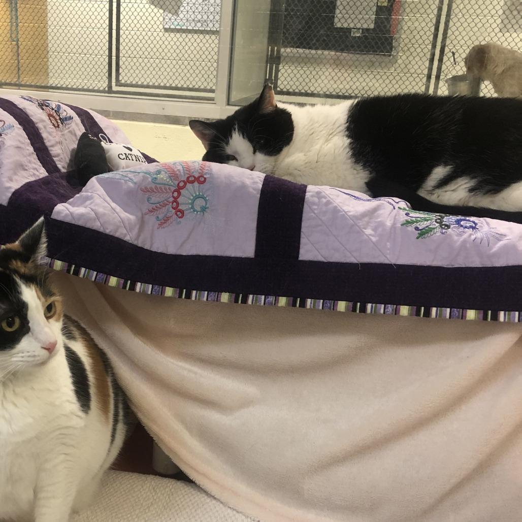 Lucy, Adoptable, Adult Female Domestic Short Hair.