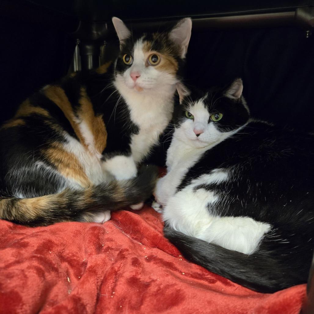 Lucy, a Adoptable Domestic Short Hair in Charlottesville, VA image 3/6