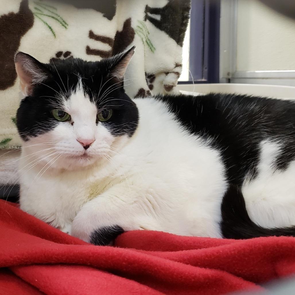 Enlarge Lucy, a Adoptable Domestic Short Hair in Charlottesville, VA image 3/6