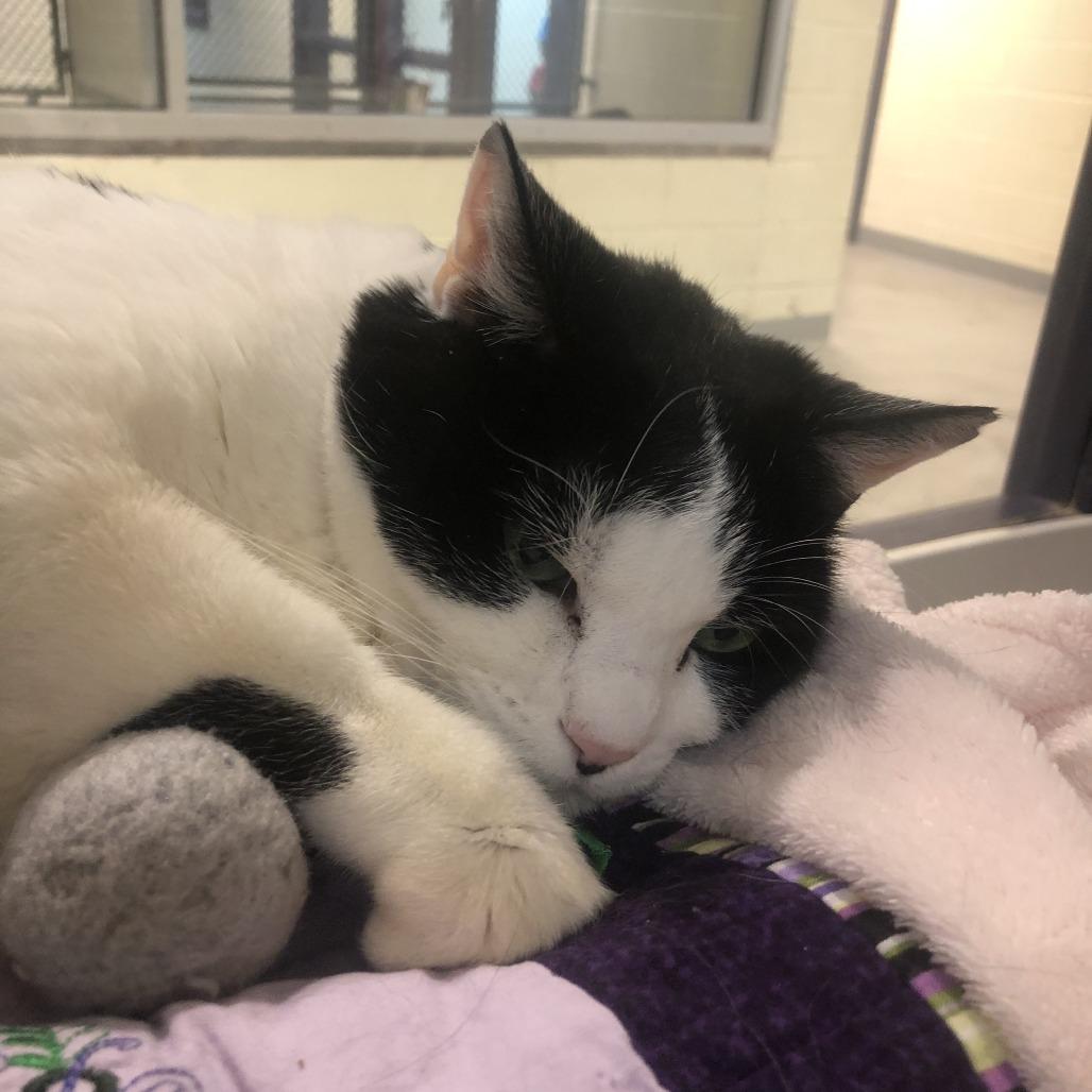 Lucy, a Adoptable Domestic Short Hair in Charlottesville, VA image 4/6