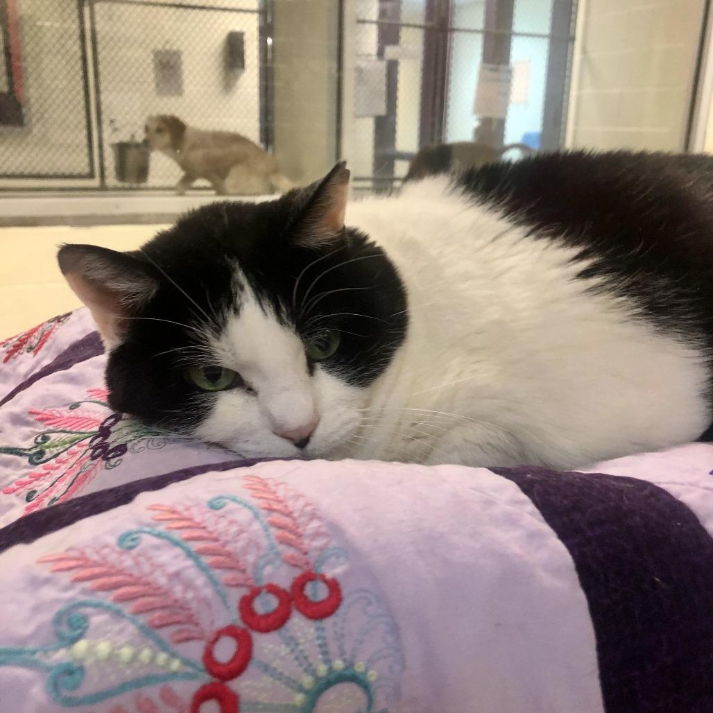 Lucy, a Adoptable Domestic Short Hair in Charlottesville, VA image 5/6