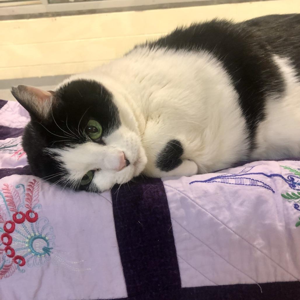 Lucy, a Adoptable Domestic Short Hair in Charlottesville, VA image 6/6