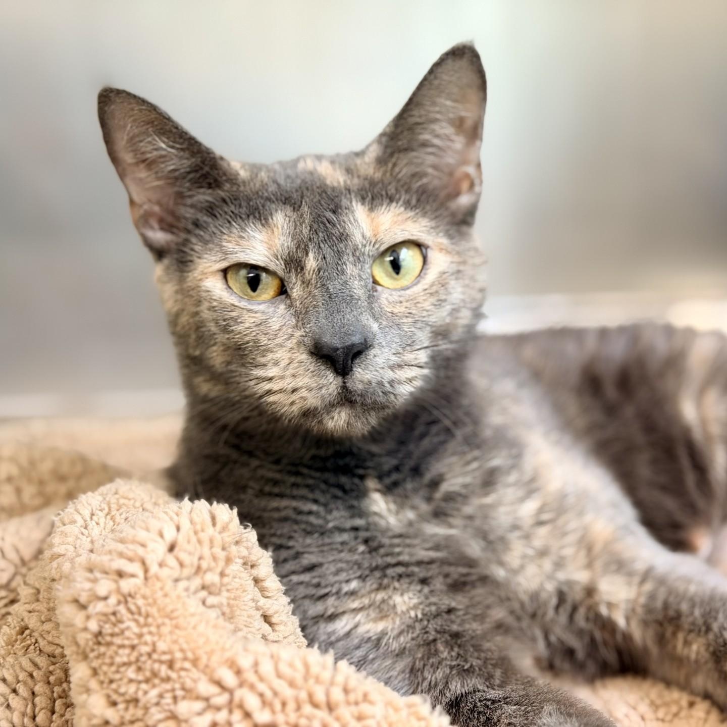 Laurel, a ADOPTABLE Domestic Short Hair in Jackson, NJ image 2/3