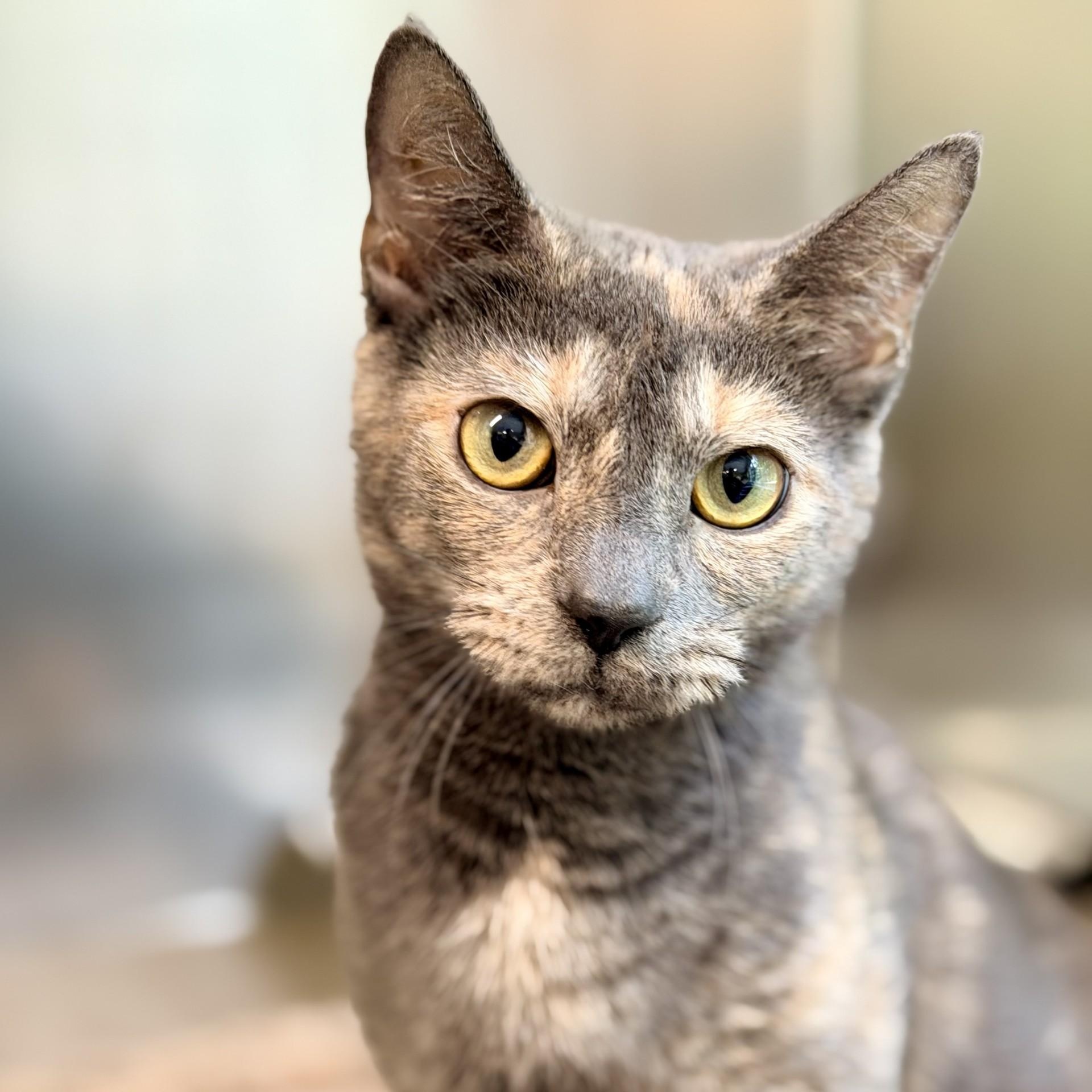 Laurel, a ADOPTABLE Domestic Short Hair in Jackson, NJ image 1/3