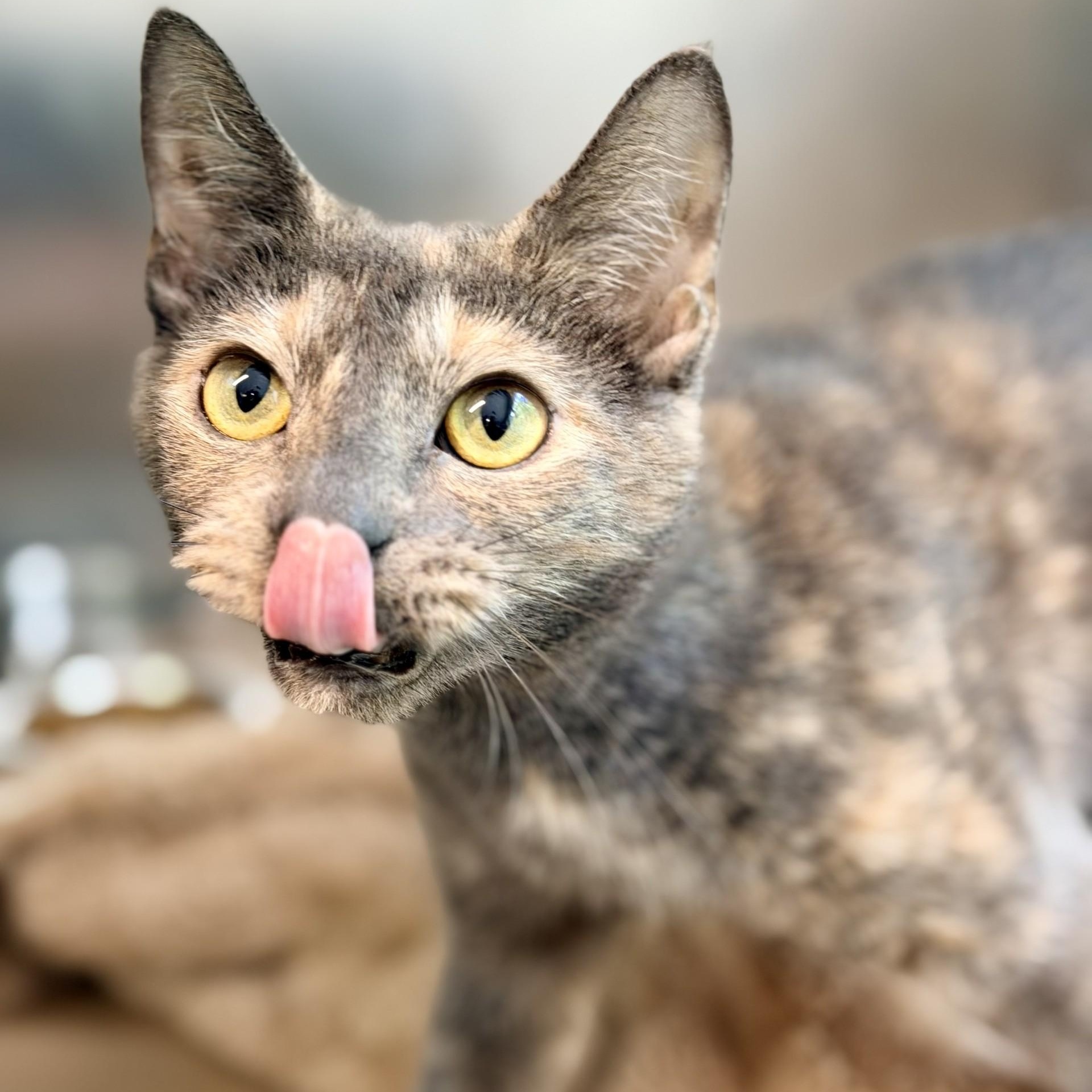 Laurel, a ADOPTABLE Domestic Short Hair in Jackson, NJ image 3/3