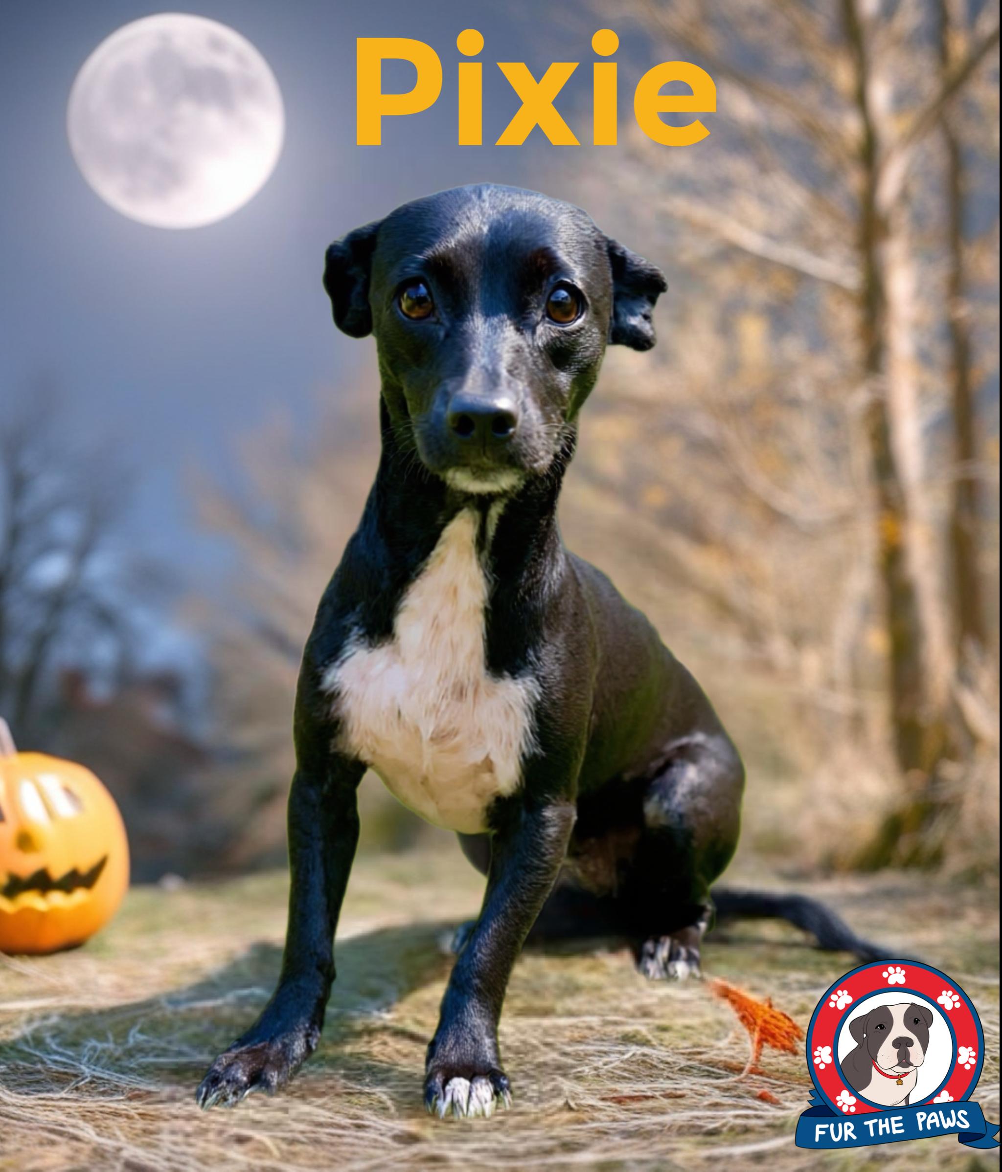 Enlarge Pixie (Pixel), a Adopted mixed breed in Tempe, AZ image 1/6