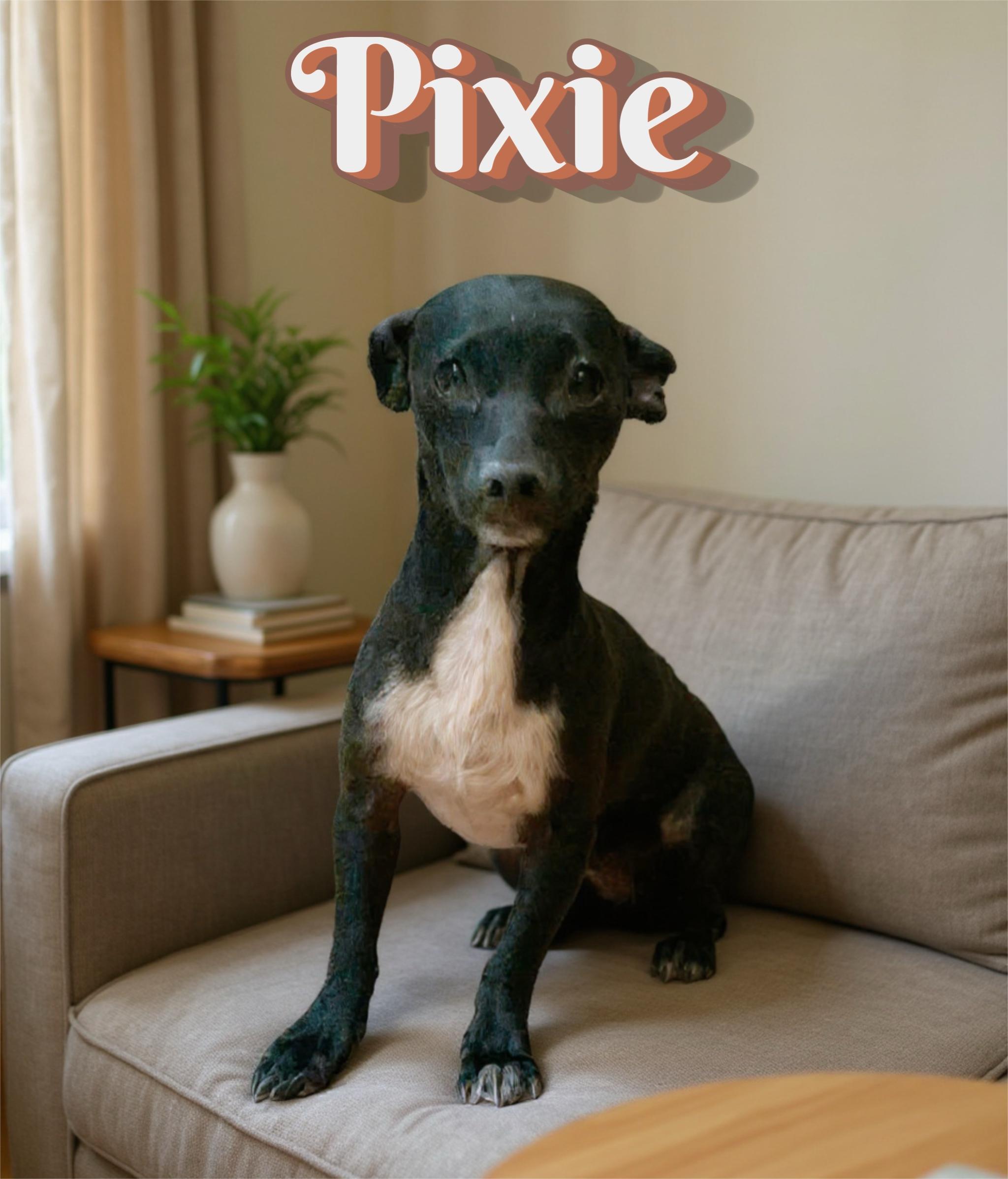 Enlarge Pixie (Pixel), a Adopted mixed breed in Tempe, AZ image 3/6