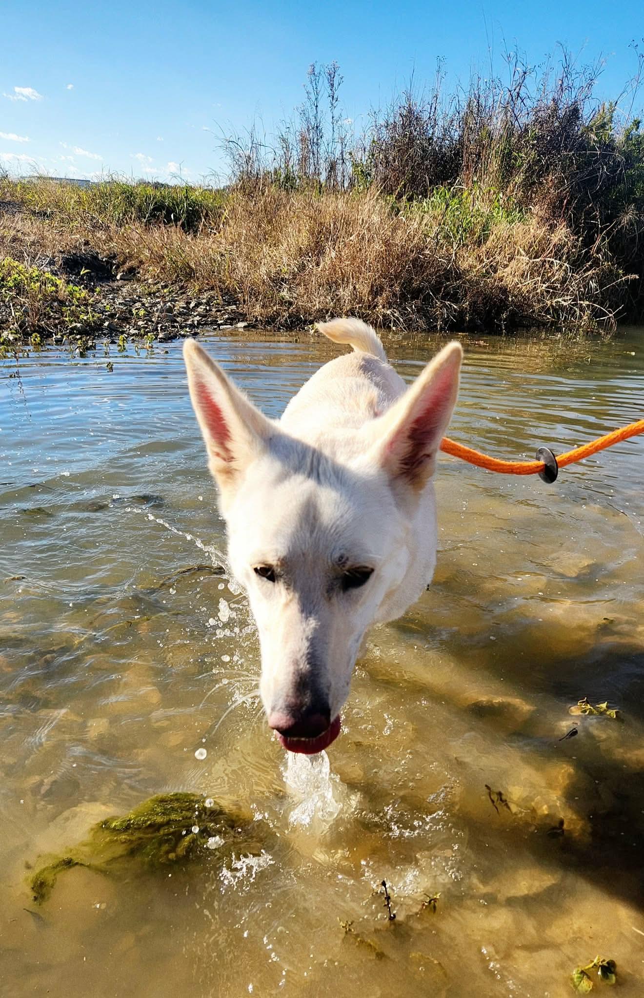 Hestia, an adopted mixed breed in Greenville, KY image 3/3