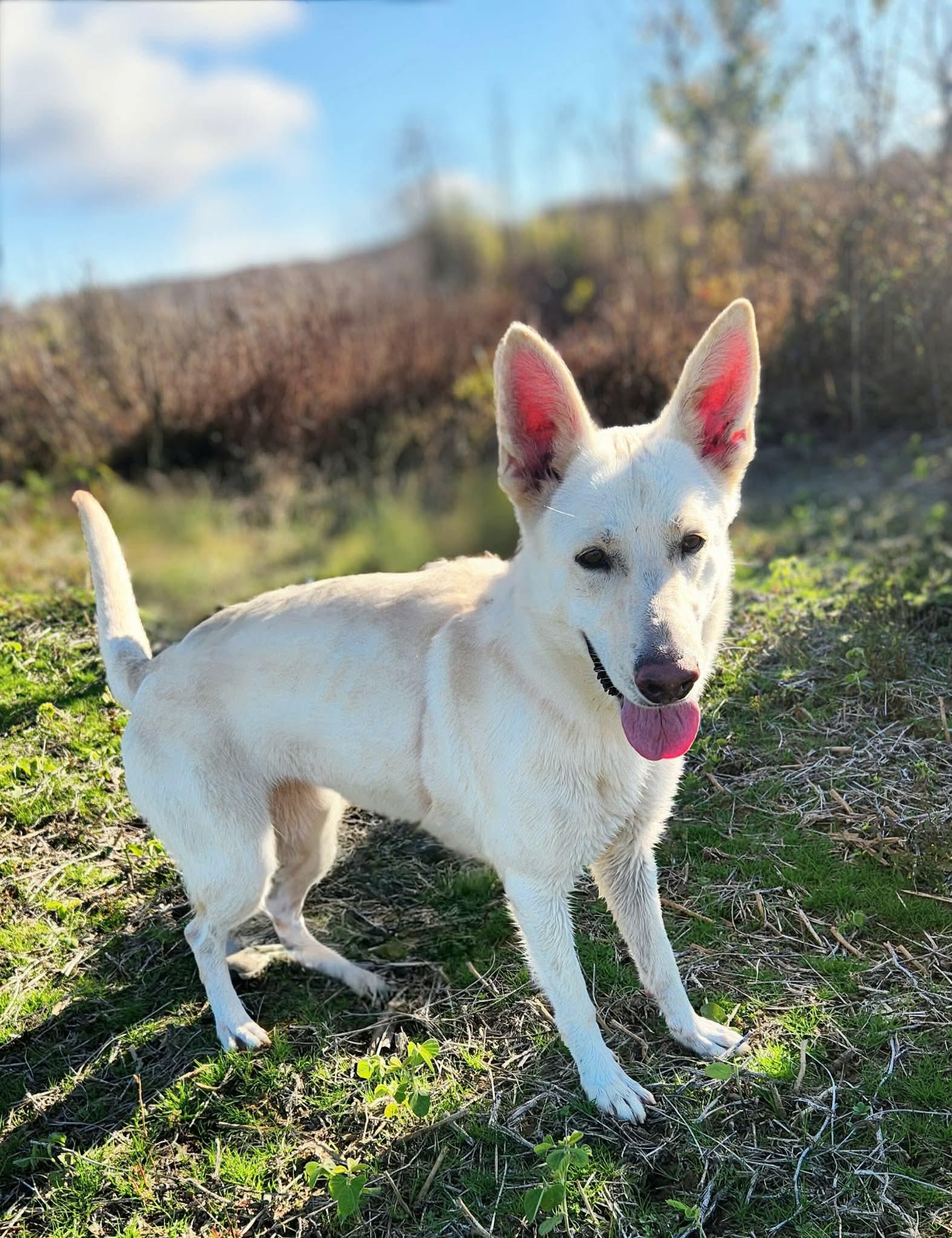 Hestia, adopted, Young Female Shepherd.