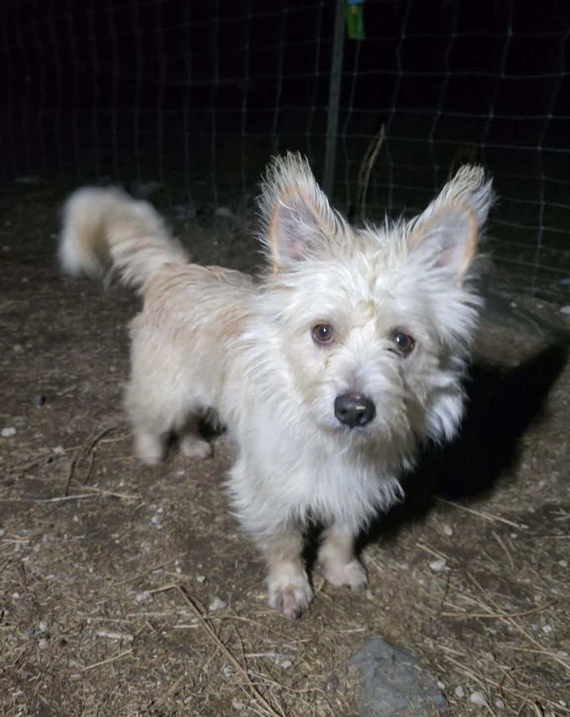 Enlarge Cade, a Adoptable mixed breed in Othello, WA image 3/5