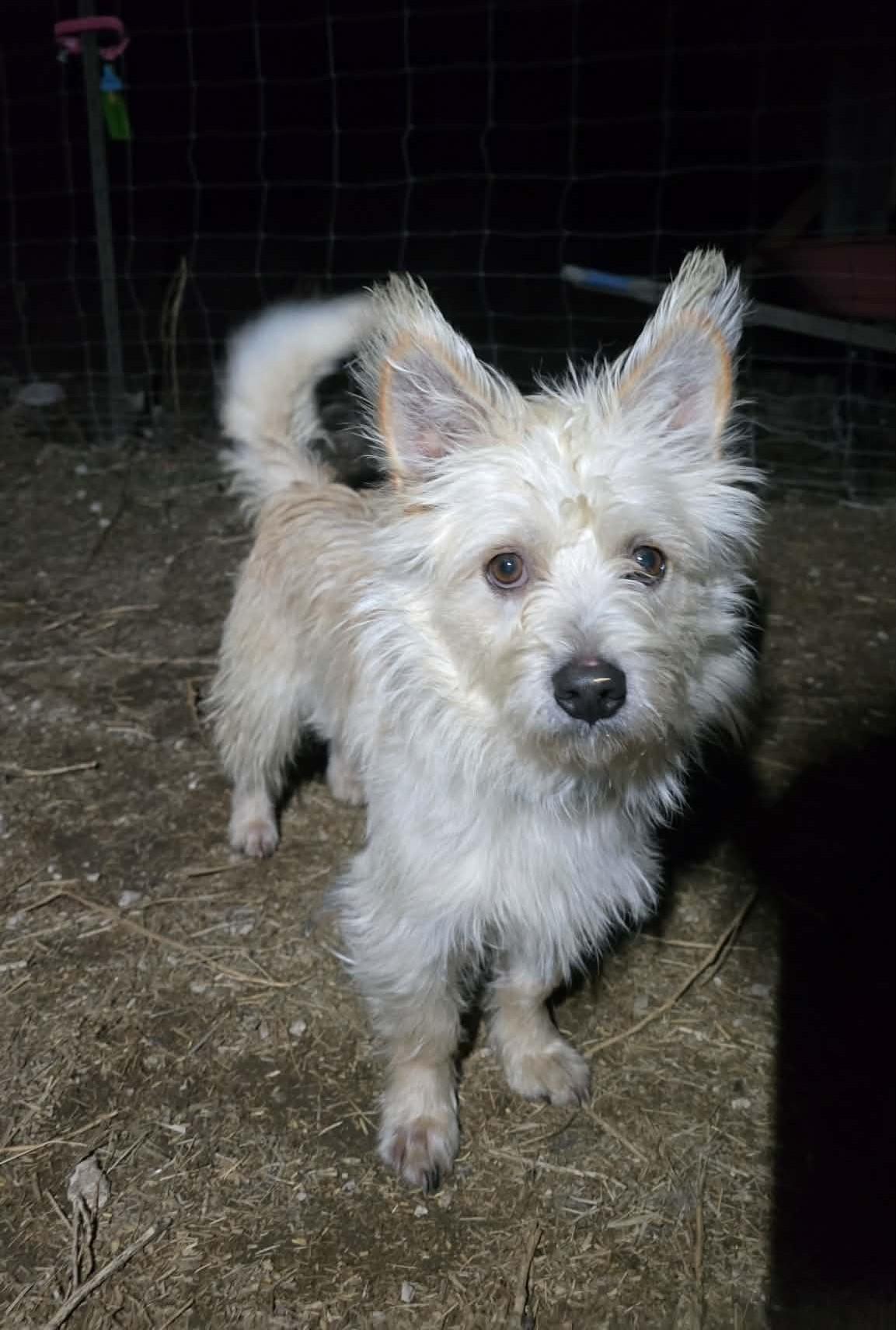 Enlarge Cade, a Adoptable mixed breed in Othello, WA image 4/5