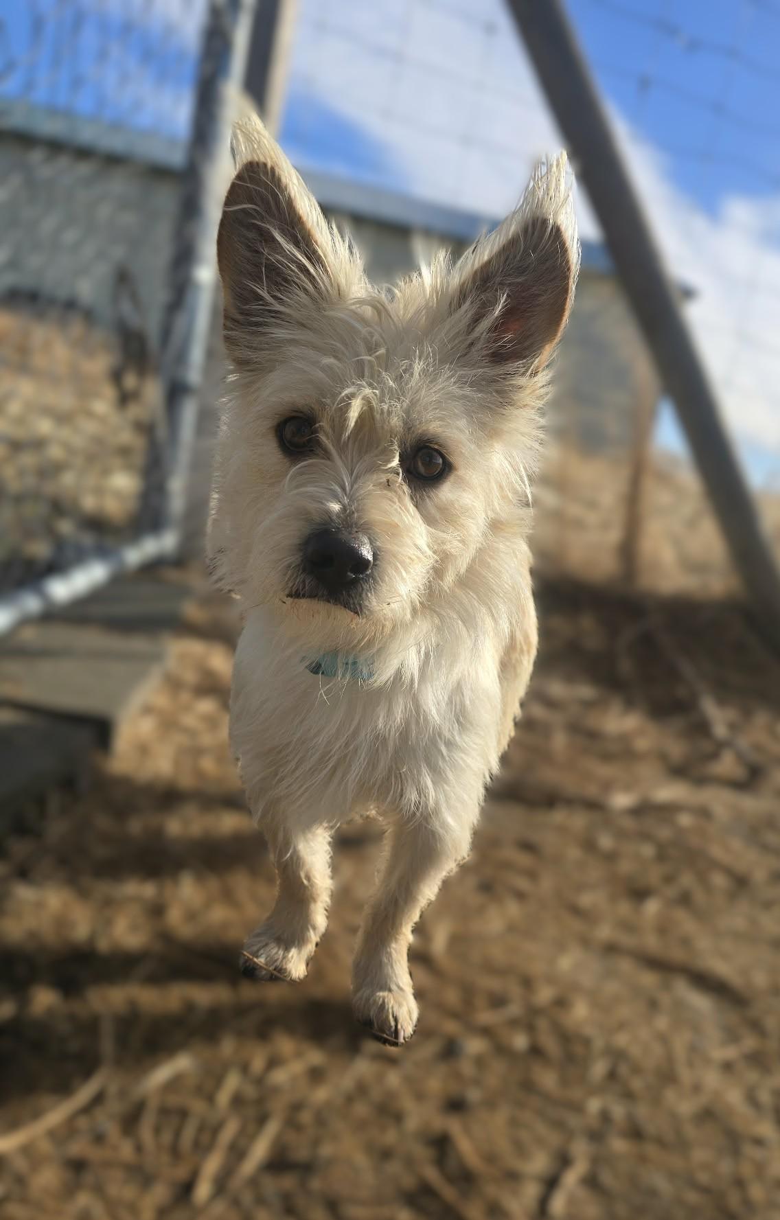 Enlarge Cade, a Adoptable mixed breed in Othello, WA image 2/5