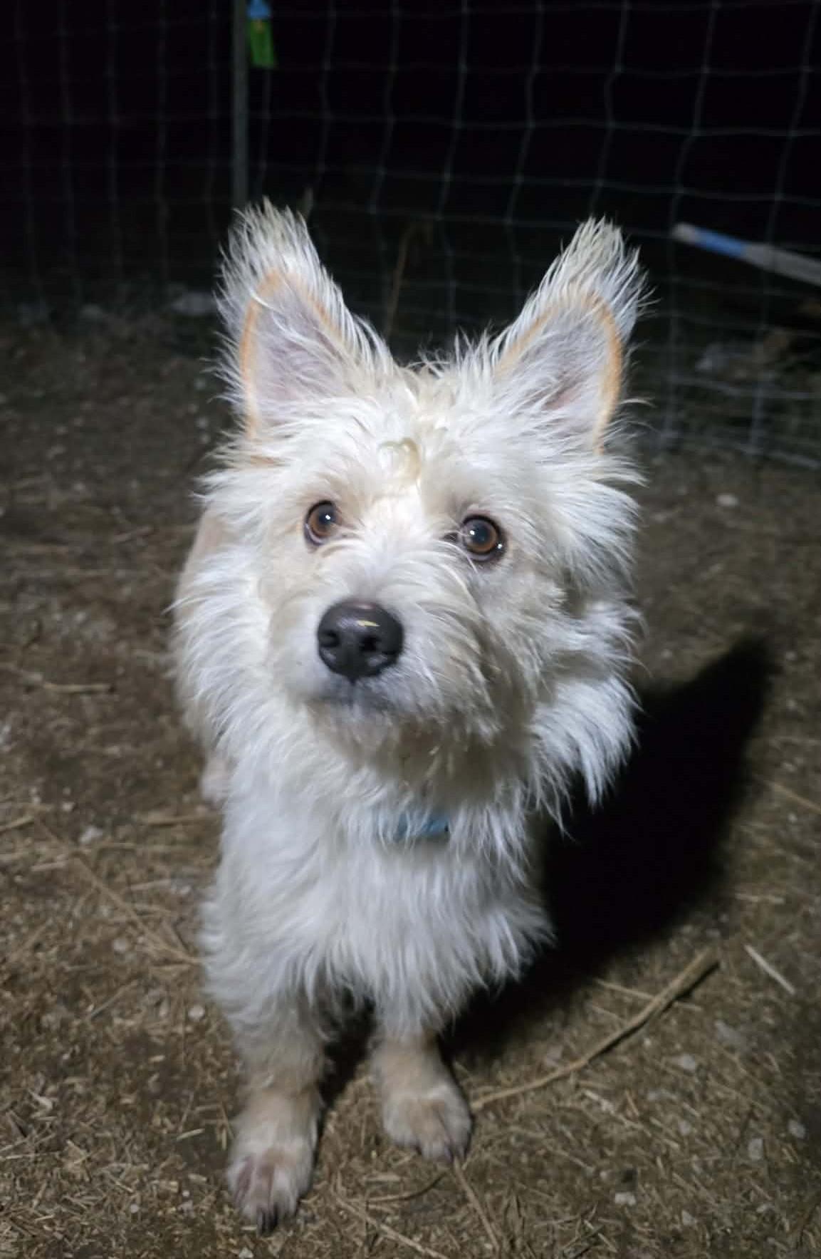 Cade, Adoptable, Adult Male Mixed Breed.