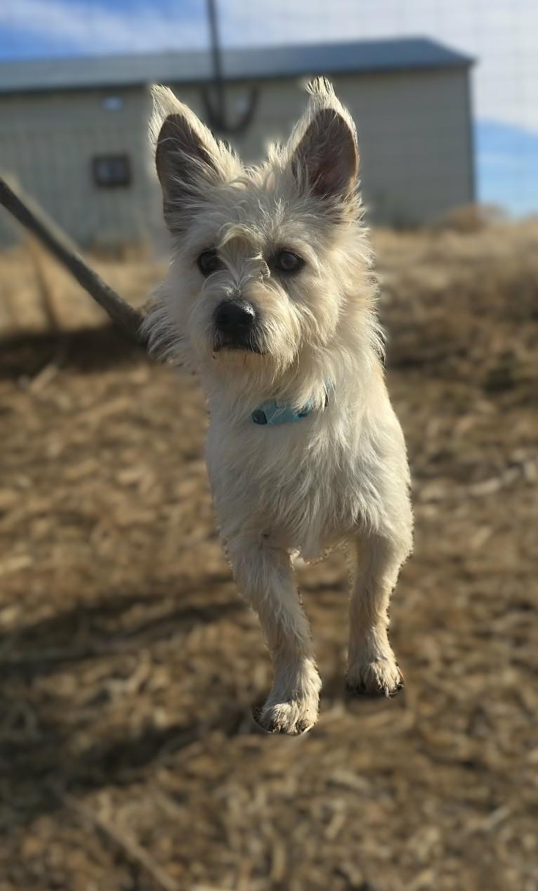 Enlarge Cade, a Adoptable mixed breed in Othello, WA image 5/5
