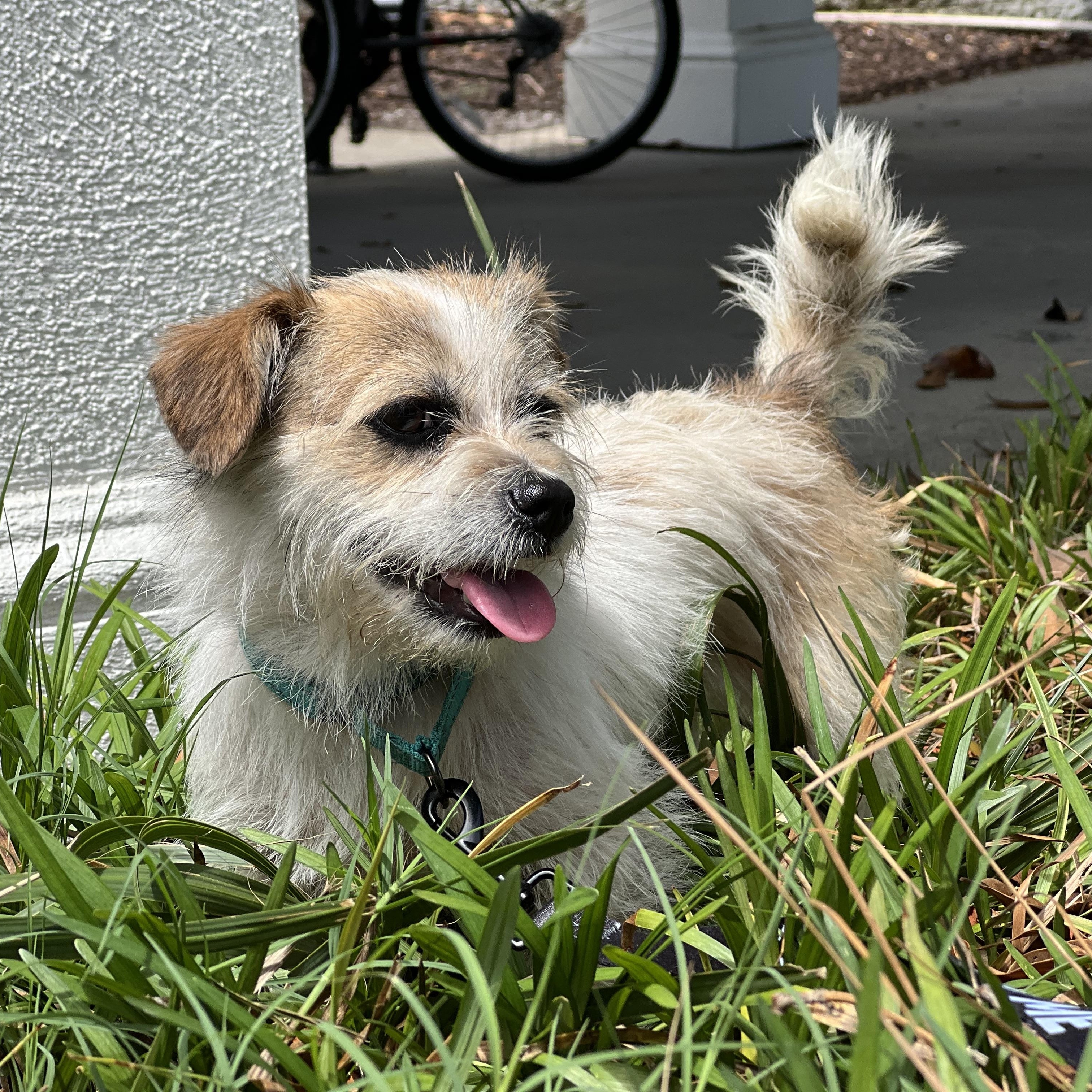 Enlarge Tulip, a ADOPTABLE mixed breed in Mt Pleasant, SC image 3/6