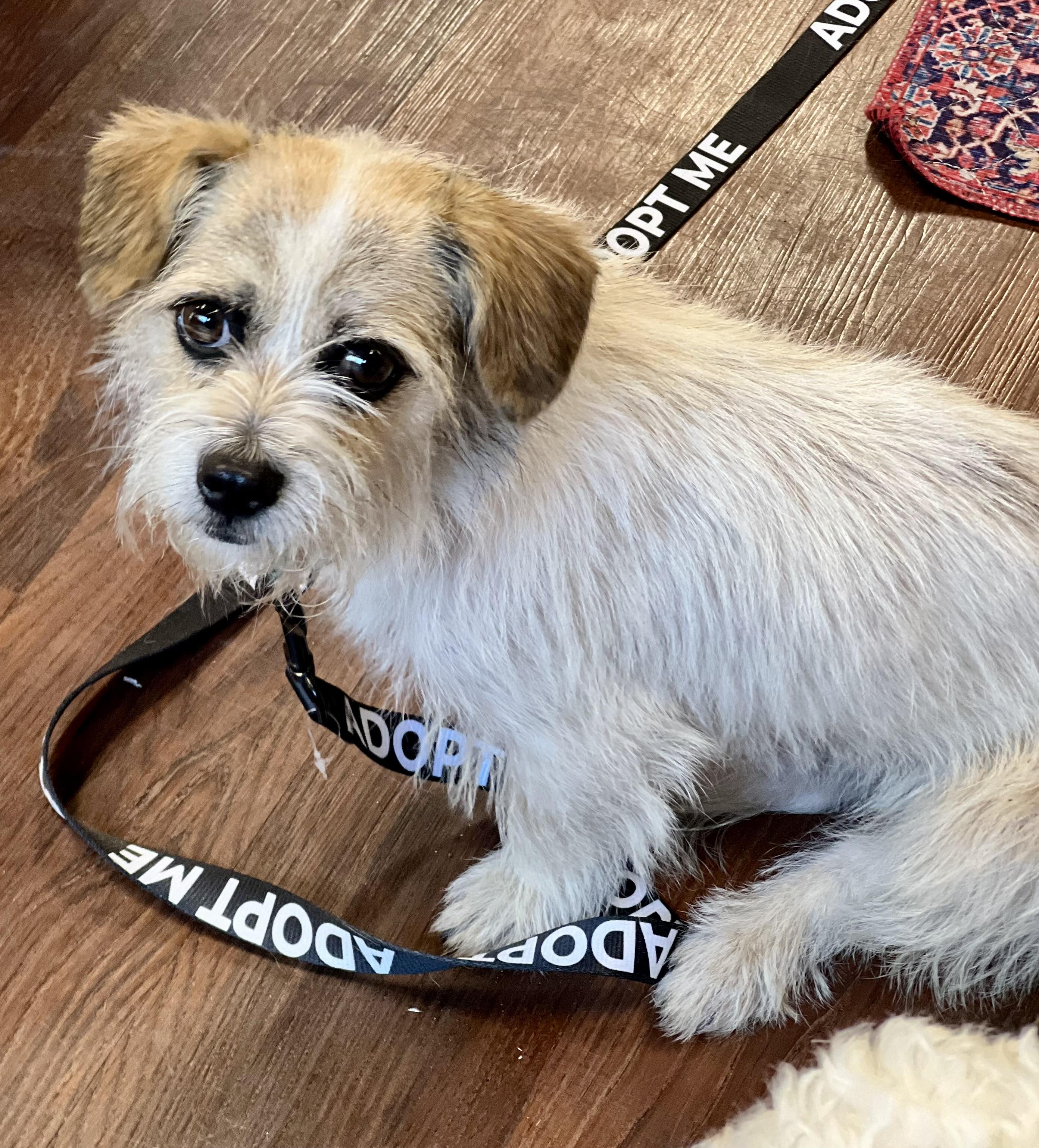 Enlarge Tulip, a ADOPTABLE mixed breed in Mt Pleasant, SC image 6/6