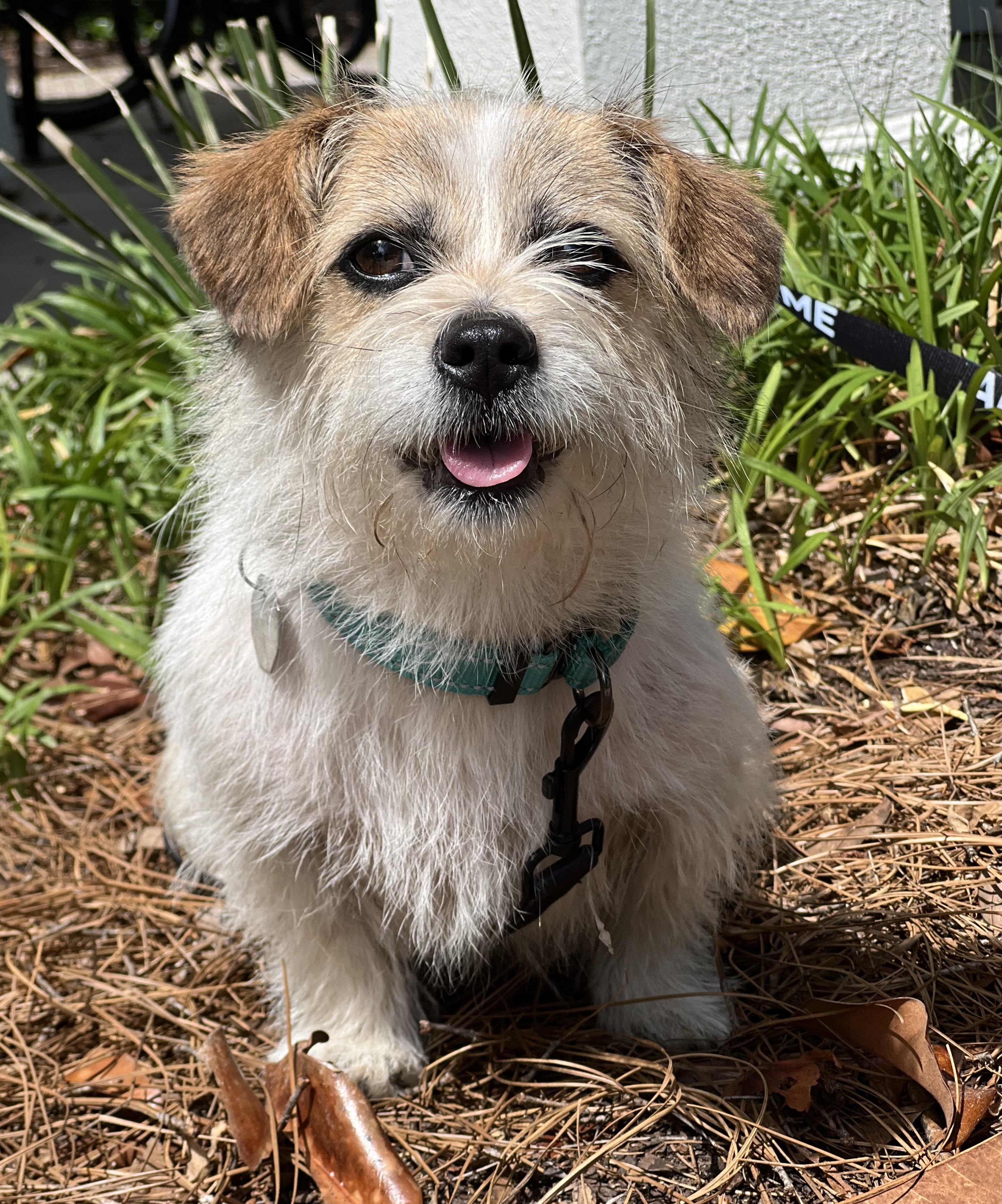 Tulip, ADOPTABLE, Adult Female Mixed Breed.
