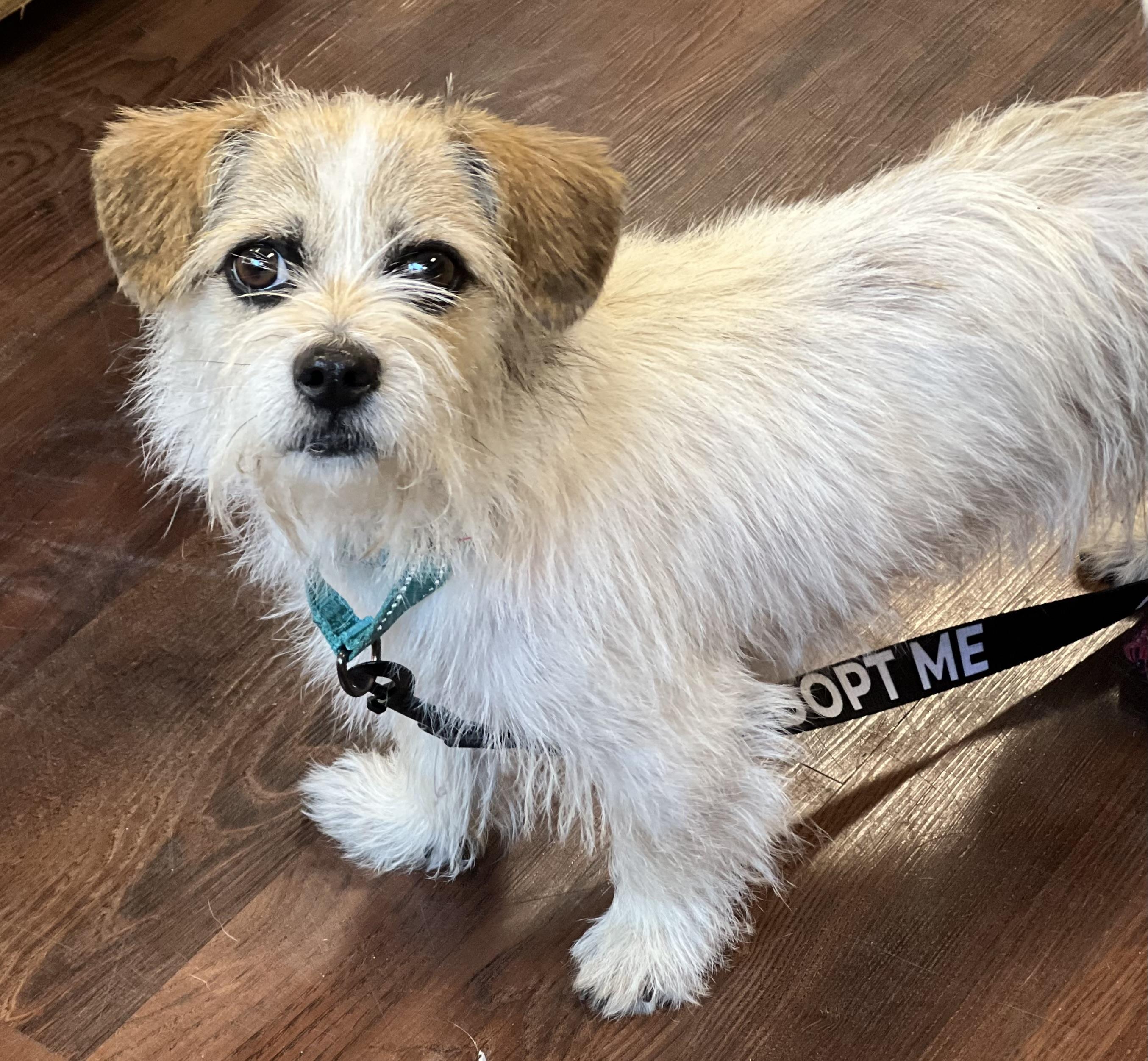 Enlarge Tulip, a ADOPTABLE mixed breed in Mt Pleasant, SC image 4/6
