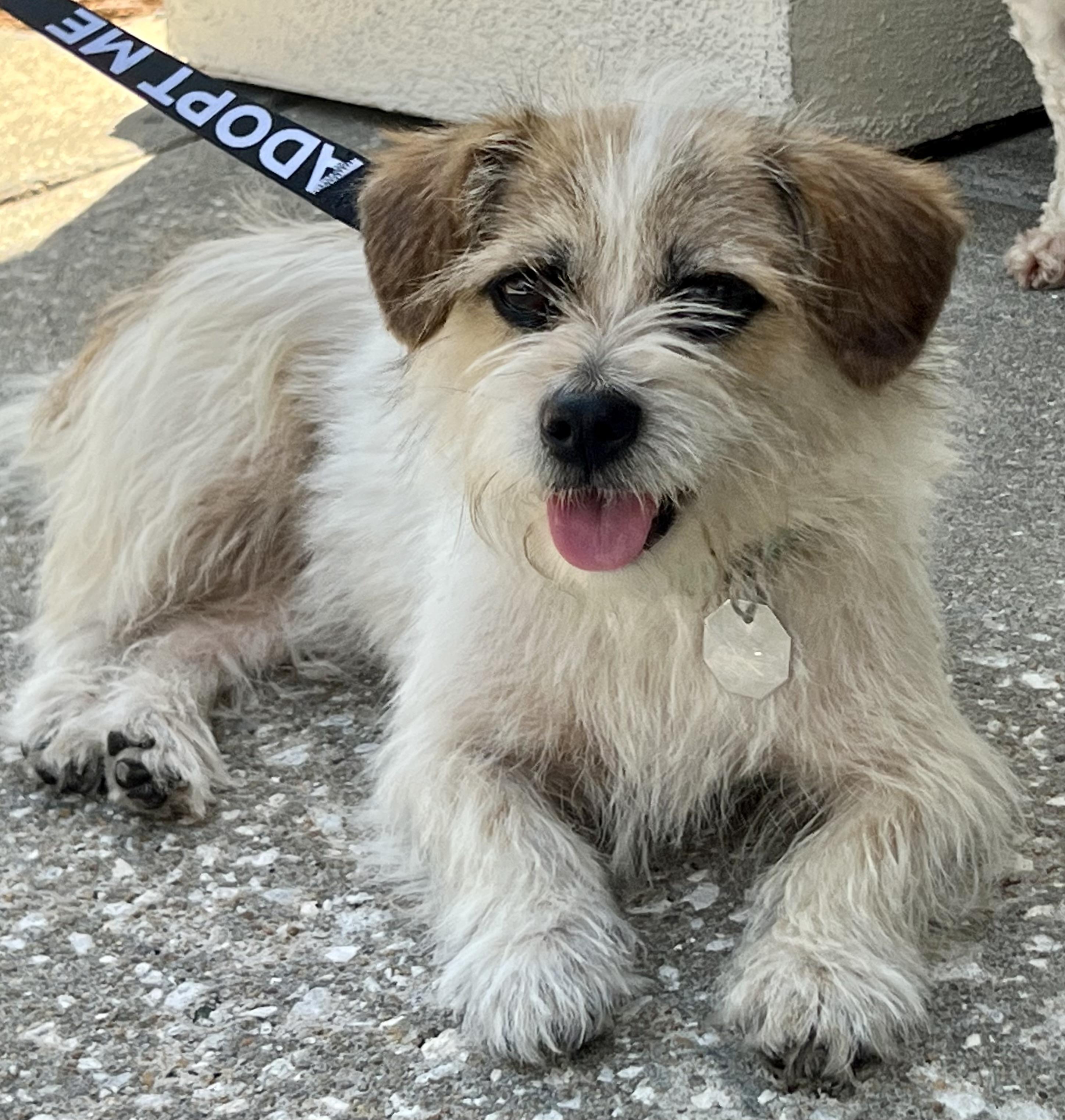 Enlarge Tulip, a ADOPTABLE mixed breed in Mt Pleasant, SC image 2/6