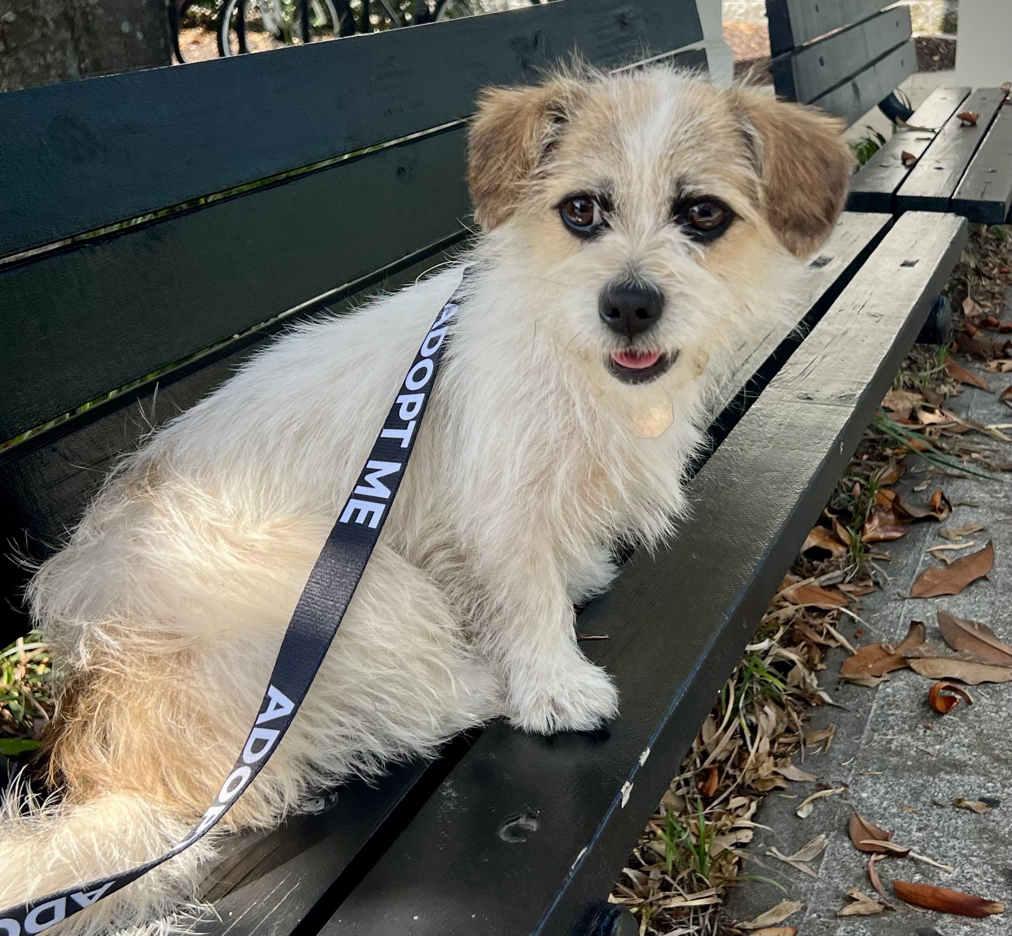 Enlarge Tulip, a ADOPTABLE mixed breed in Mt Pleasant, SC image 5/6