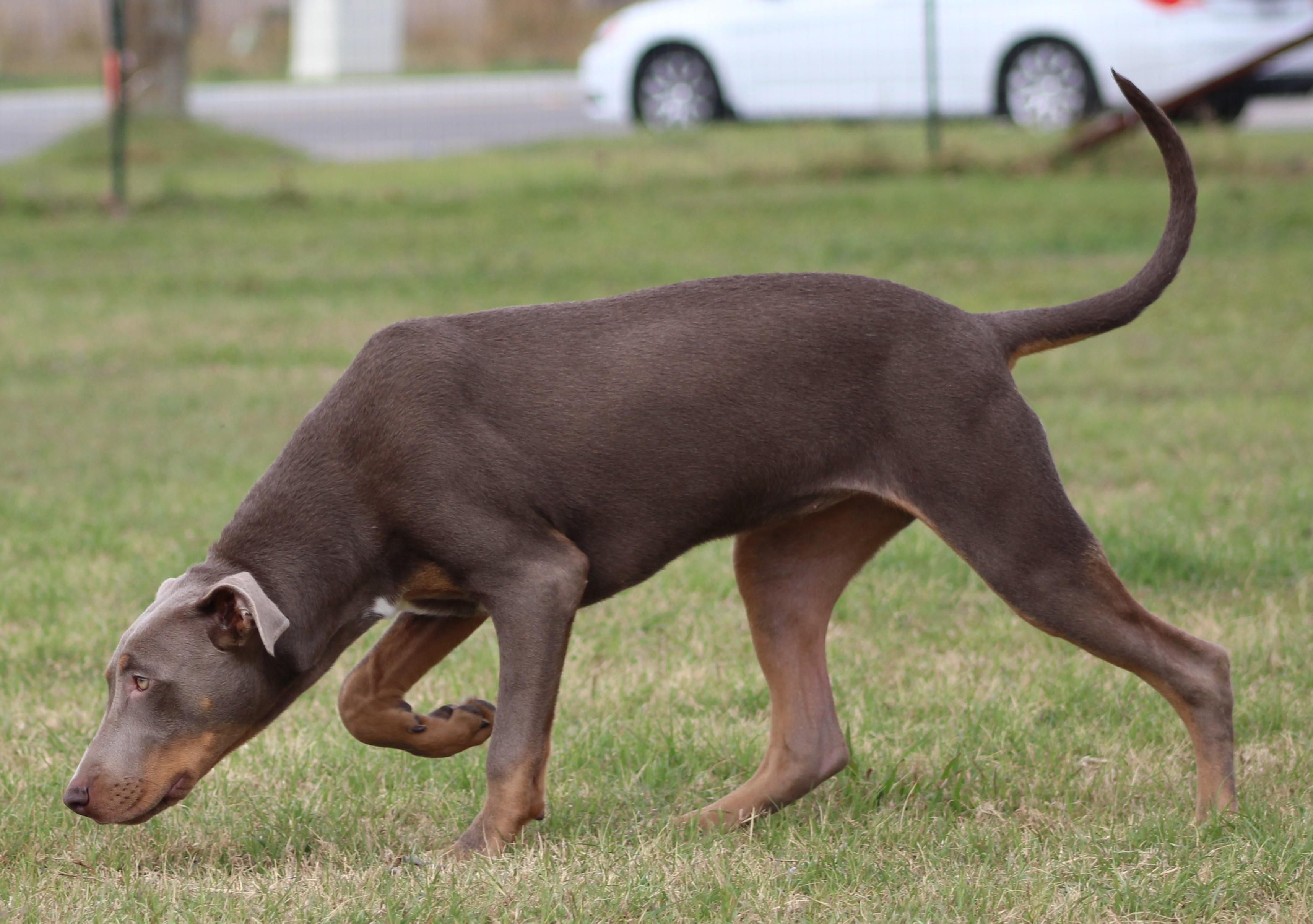 Enlarge Lilo, a ADOPTABLE mixed breed in Temple, TX image 2/6