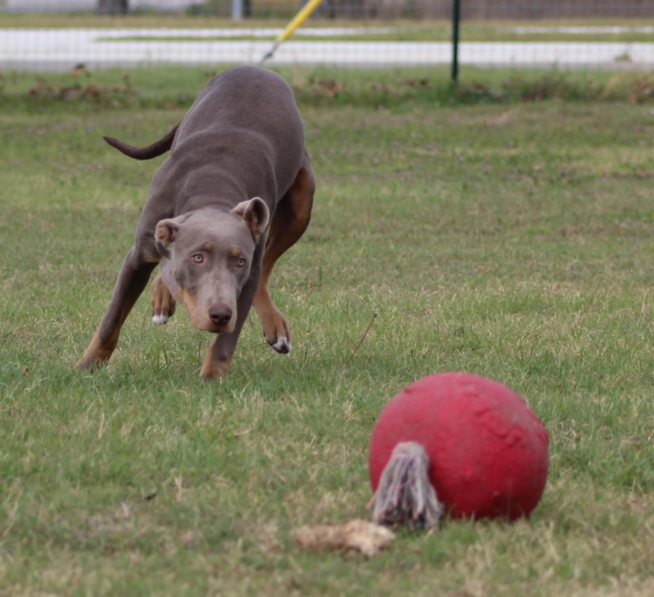 Enlarge Lilo, a ADOPTABLE mixed breed in Temple, TX image 5/6
